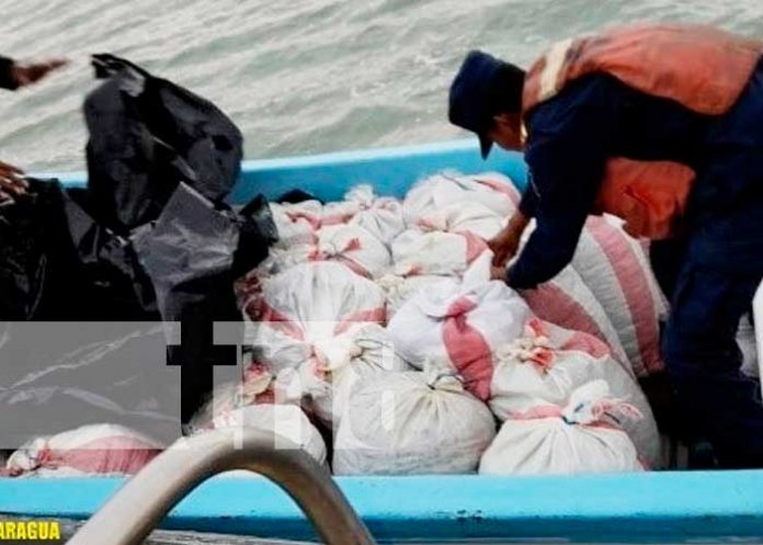 Decomisan cargamento de pepino de mar trasladado ilegalmente a Bilwi