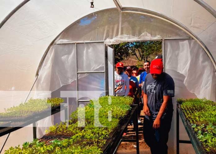 Inauguran microtúnel para el cultivo de hortalizas en Nandaime