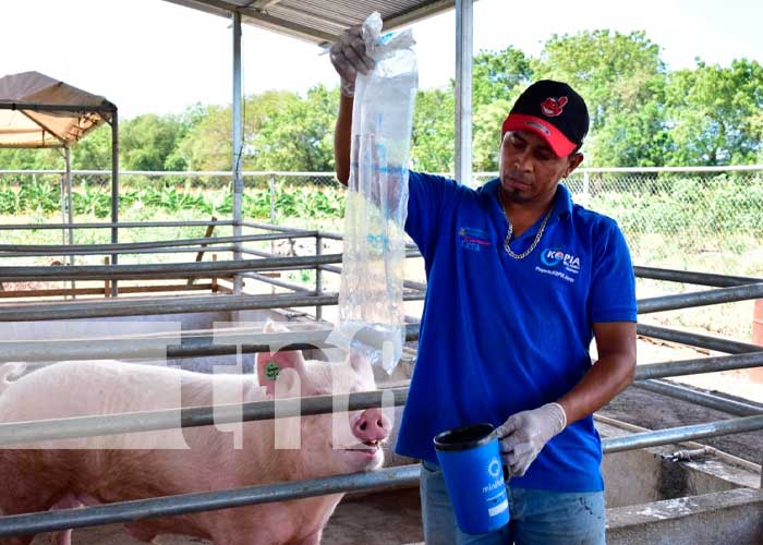 León avanza en el "Programa de Inseminación Porcina"