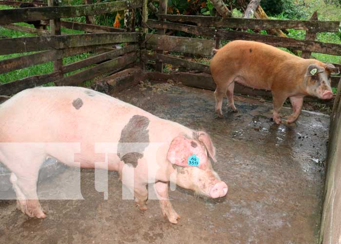 Inician programa de inseminación artificial en el Caribe Norte