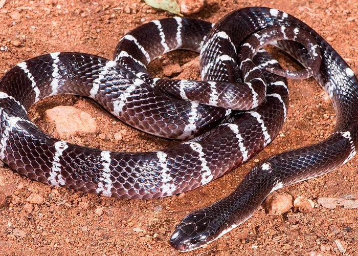 Un hombre aparece muerto y rodeado con 124 serpientes en EE.UU.