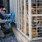 Zoológico en Chile comienza a vacunar a animales contra el COVID-19