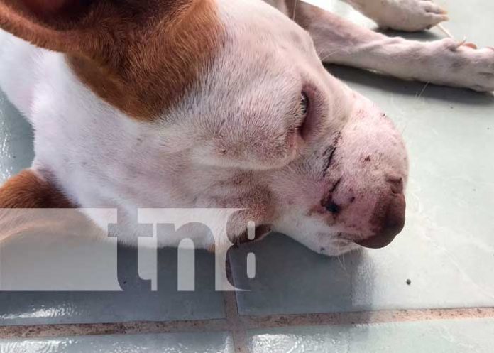 Canino recibe múltiples heridas por un sujeto en Juigalpa