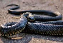 Un hombre aparece muerto y rodeado con 124 serpientes en EE.UU.