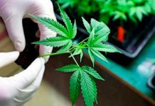 Costa Rica veta parcialmente la legalización de Cannabis Medicinal