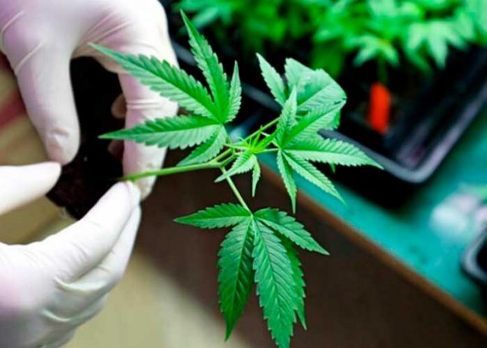 Costa Rica veta parcialmente la legalización de Cannabis Medicinal