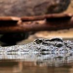Continua la búsqueda de los restos del hombre desaparecido en un río de cocodrilos