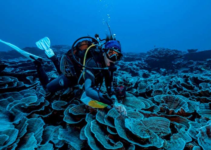 Un nuevo arrecife lleno de corales es descubierto en Tahití