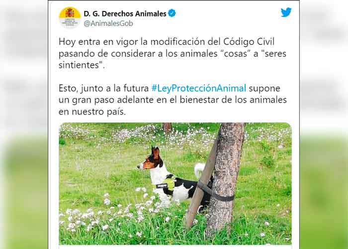 En España entra en vigor ley que reconoce a perros y gatos como "seres vivos"