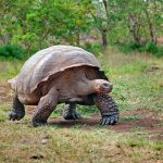 ¿Nos debería preocupar los nuevos virus "raros" de las tortugas Galápagos?