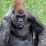 Murió en Atlanta Ozzie, el gorila macho más viejo del mundo