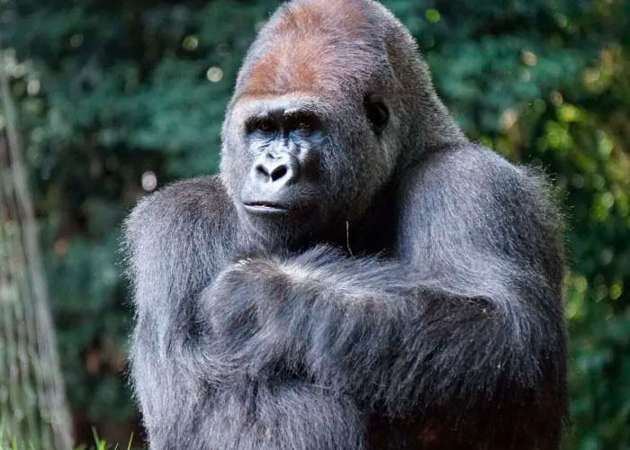 Murió en Atlanta Ozzie, el gorila macho más viejo del mundo