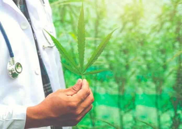¿Marihuana anti-COVID? Estudio refleja protección de células por el cannabis