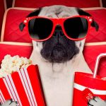 ¡Toda una realidad! En Inglaterra inauguran el primer cine para perros