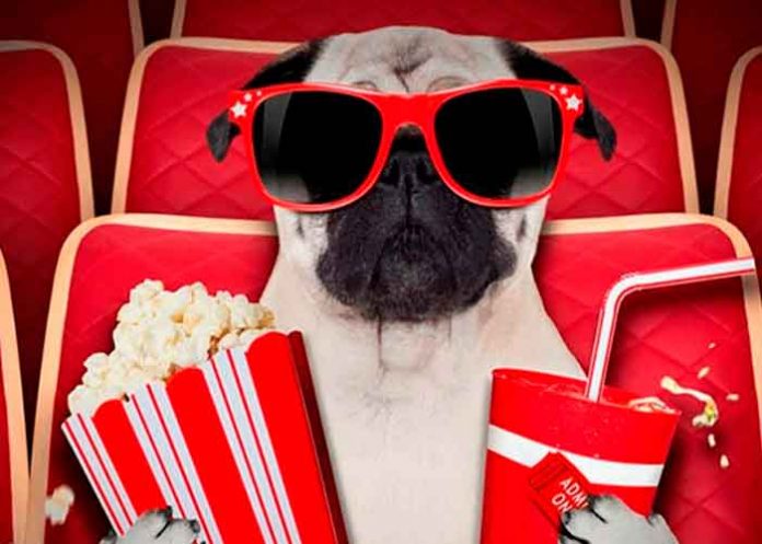 ¡Toda una realidad! En Inglaterra inauguran el primer cine para perros