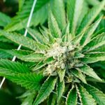 Diputados en Costa Rica legalizan cultivo y comercio de la marihuana
