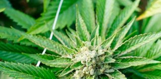Diputados en Costa Rica legalizan cultivo y comercio de la marihuana