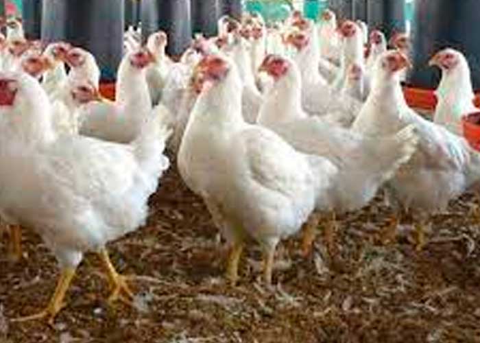 Alarmante brote de gripe aviar se registra en Madrid, España