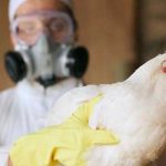 Alarmante brote de gripe aviar altamente contagiosa en Madrid, España