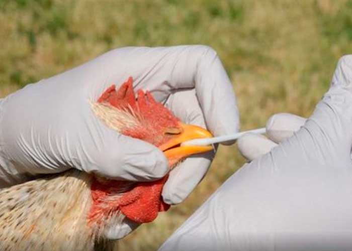 Alarmante brote de gripe aviar altamente contagiosa en Madrid, España
