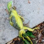 "Lluvia" de iguanas congeladas tras ola de frio en Florida