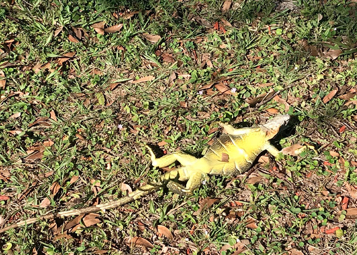 "Lluvia" de iguanas congeladas tras ola de frio en Florida