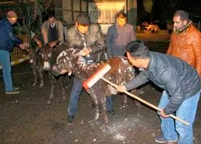 Cruda naturaleza: Animales congelados en Turquía tras intensas nevadas