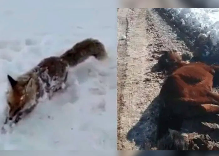 Cruda naturaleza: Animales congelados en Turquía tras intensas nevadas