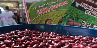 Frijoles de Nicaragua (Referencia)