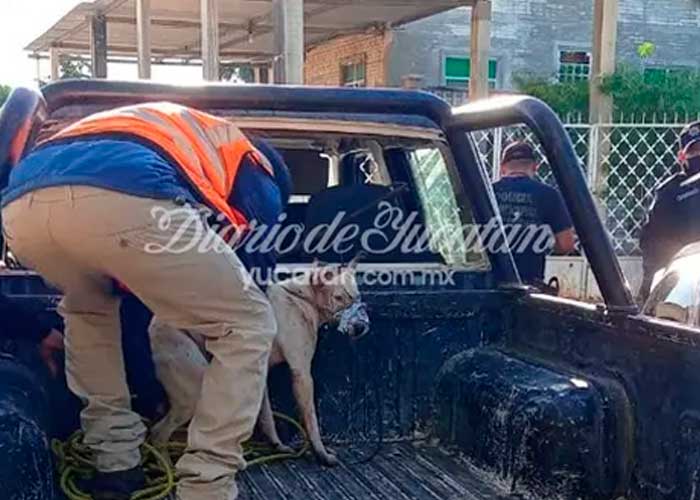 Perros pitbull atacan a un viejito con discapacidad en México