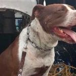 Perros pitbull atacan a un viejito con discapacidad en México