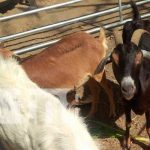 Feria de ovinos y caprinos desde Nandaime