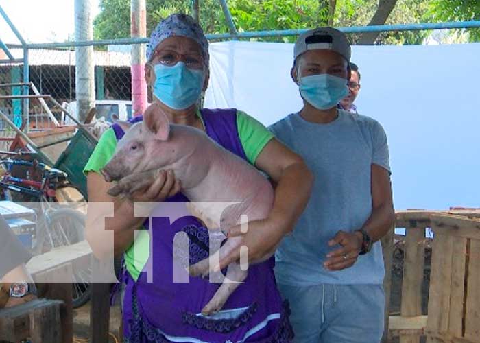 Granja porcina en Nicaragua