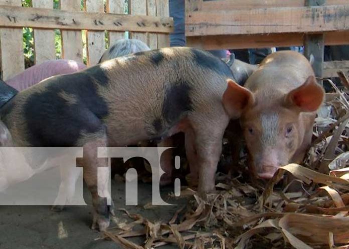 Granja porcina en Nicaragua