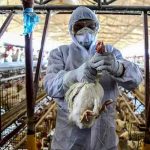 Detectan el primer caso de gripe aviar en Reino Unido