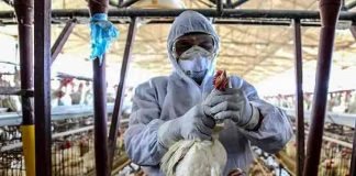 Detectan el primer caso de gripe aviar en Reino Unido