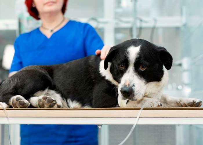 Alerta por extraña enfermedad en cientos de perros en Reino Unido