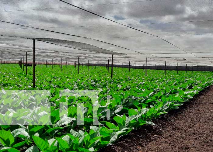 Plantaciones de tabaco en Estelí