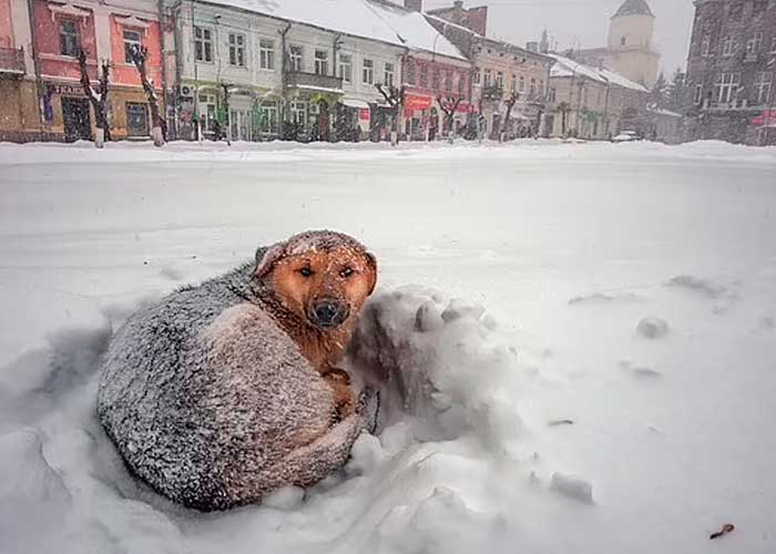 Ternura máxima: Niña sobrevive a frío extremo gracias a perro callejero