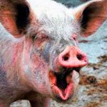 Un hombre es asesinado, descuartizado y arrojado a los cerdos en Uruguay