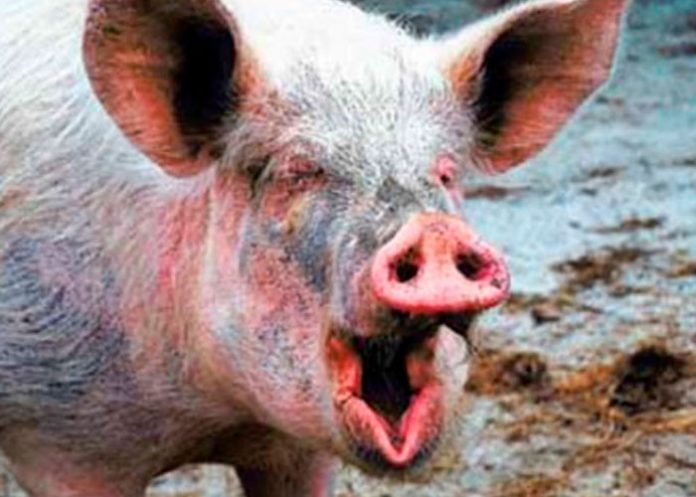 Un hombre es asesinado, descuartizado y arrojado a los cerdos en Uruguay