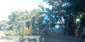 Fuertes vientos derriban parte de un árbol en San Marcos, Carazo