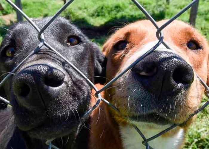 Un perro de un refugio de animales mata a una mujer en Miami