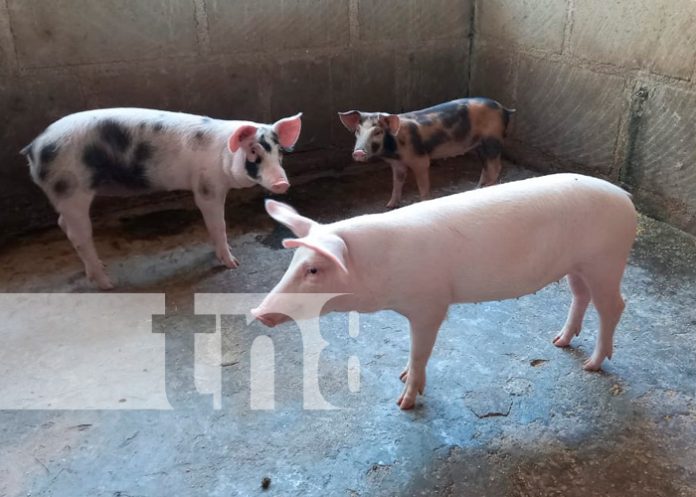 Inauguran Centro de Extracción Genética Porcina en Masaya
