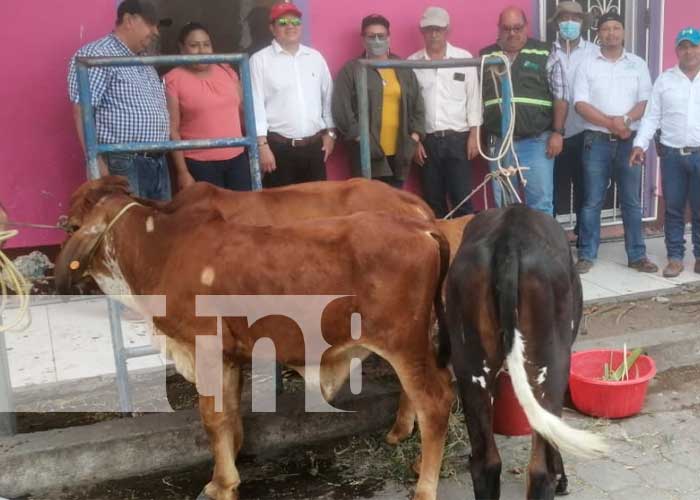 Realizan feria de la Genética de la Ganadería Bovina en Boaco