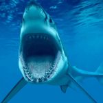 Trampas para cazar tiburón que mató a un bañista en Sídney.