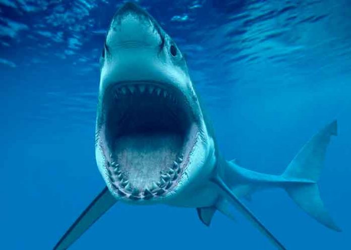 Trampas para cazar tiburón que mató a un bañista en Sídney.