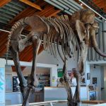 Mamuts lanudo prehistórico