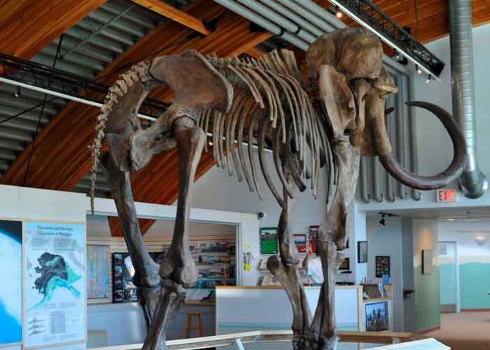 Mamuts lanudo prehistórico