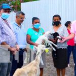Gobierno entrega 50 bonos de ovinos y caprinos a productores de Nueva Segovia